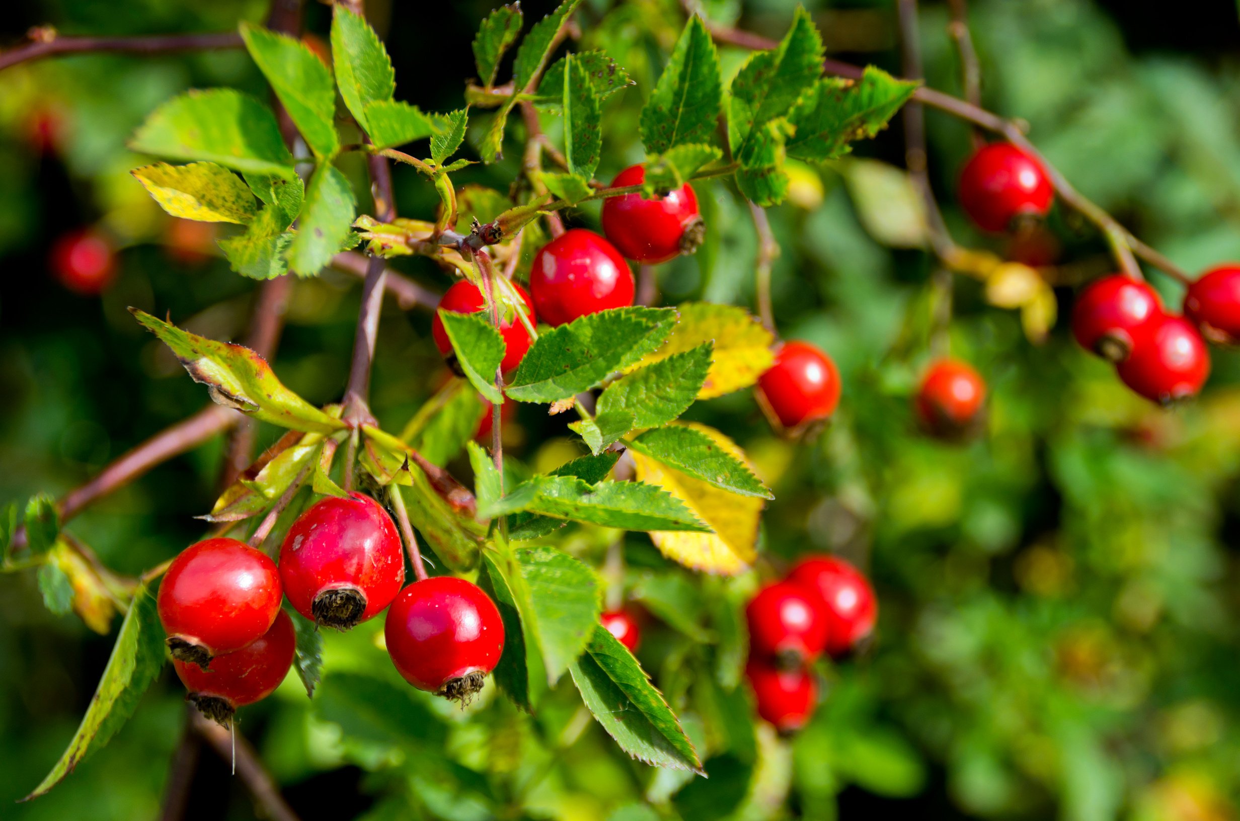 Rosehips